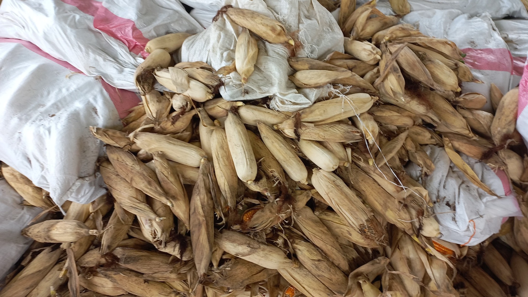 Yellow corn production at Baybay City