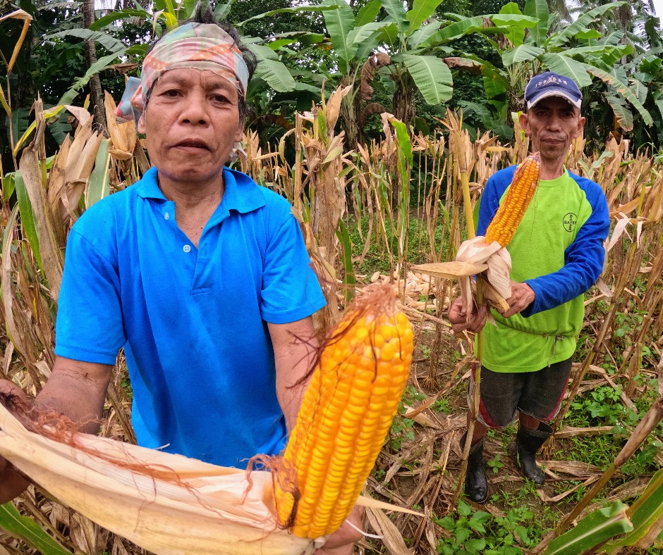 Yellow corn production at Baybay City