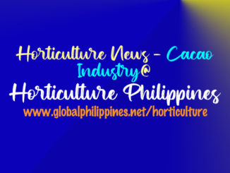 Horticulture Philippines Cacao