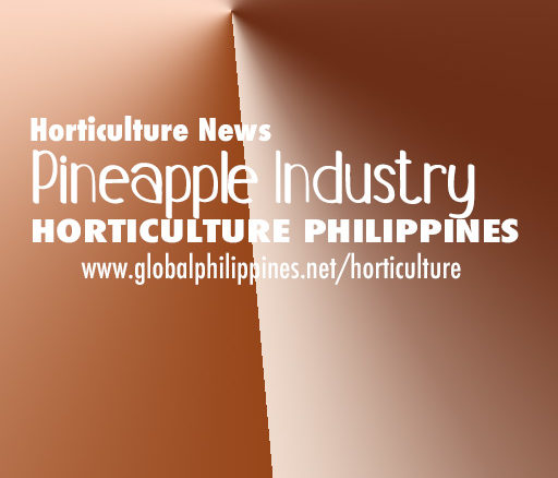 Horticulture Philippines Pineapple