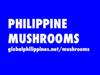 Philippine Mushrooms